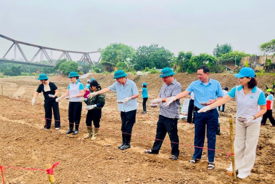 Ba Đình: Phụ nữ ra quân phủ xanh bờ vở sông Hồng