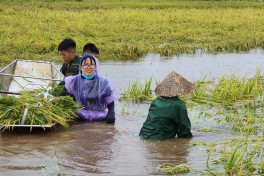 Phụ nữ Hà Nội tham gia đắp đê, hỗ trợ nhân dân chống lũ